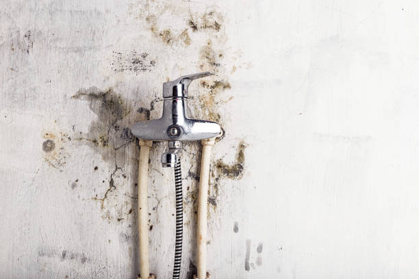 Best Certified Mold Removal  in Calais, ME