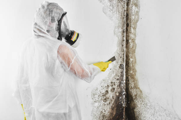 Best Crawl Space Mold Removal  in Calais, ME