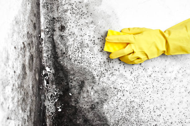 Best Professional Mold Removal  in Calais, ME