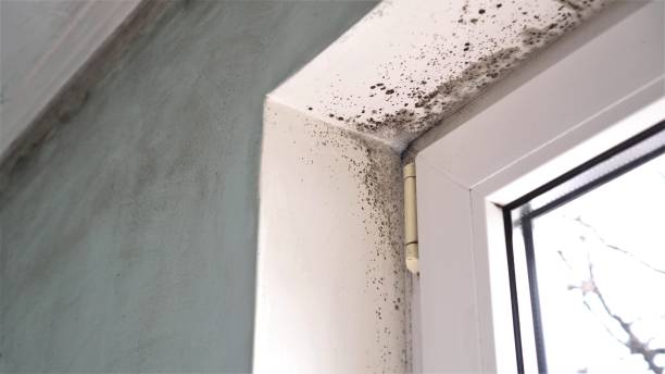 Best Black Mold Removal  in Calais, ME