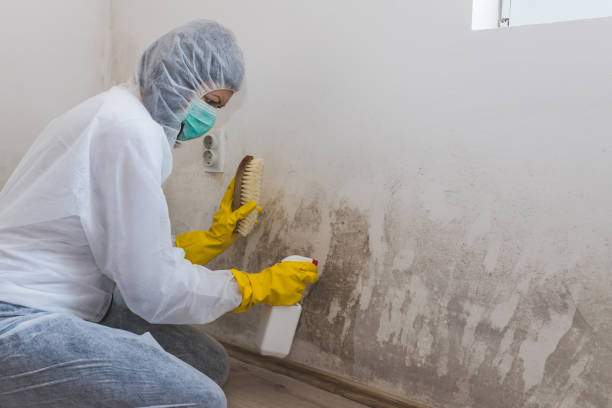 Best Mold Cleaning Services  in Calais, ME