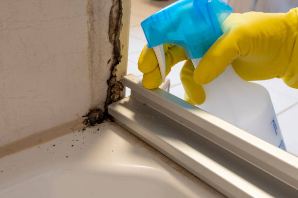 Best Mold Remediation Experts  in Calais, ME