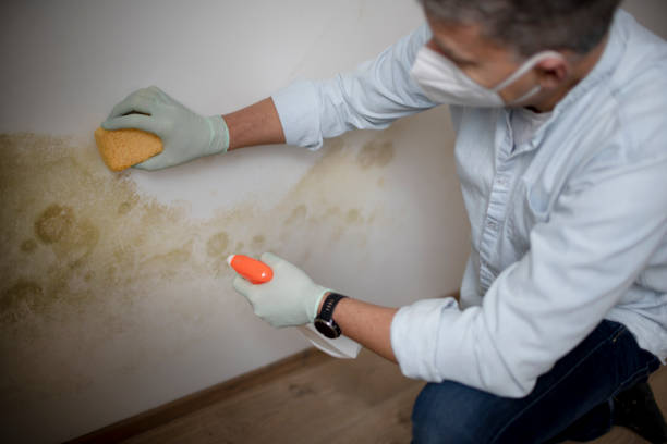 Best Attic Mold Removal  in Calais, ME