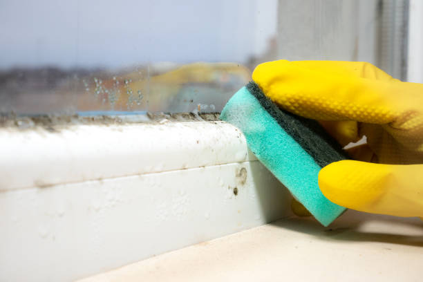 Trusted Calais, ME Mold Removal Experts