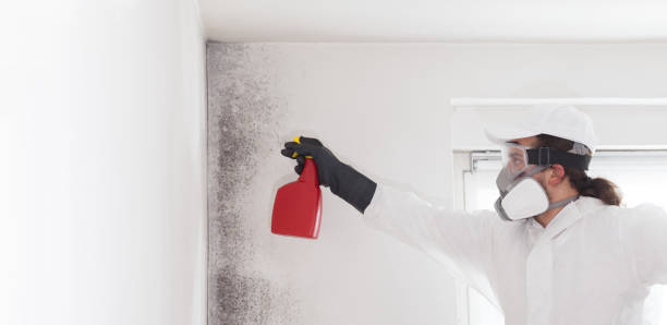 Best Professional Mold Removal  in Calais, ME