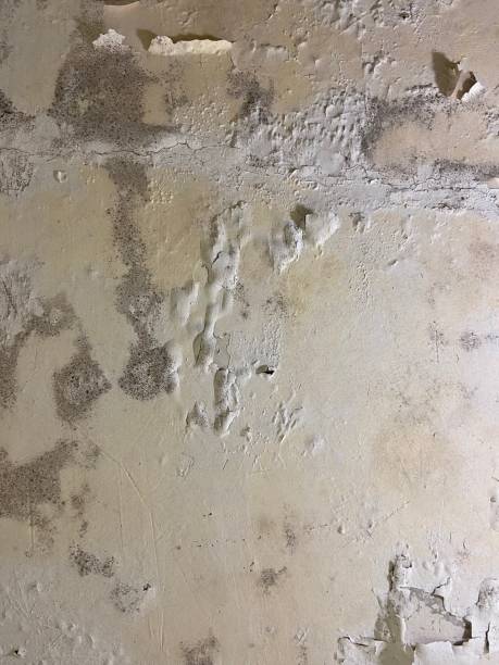 Best Mold Remediation  in Calais, ME