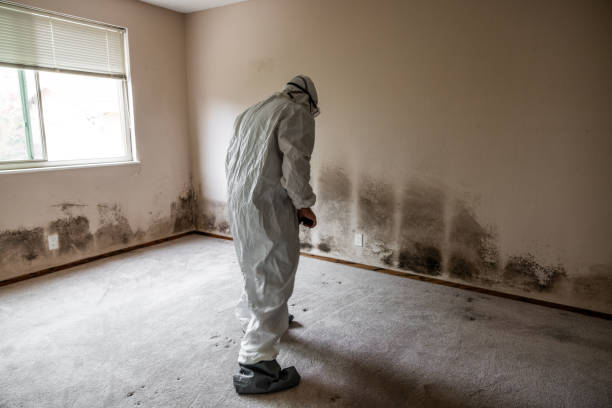 Best Commercial Mold Removal  in Calais, ME