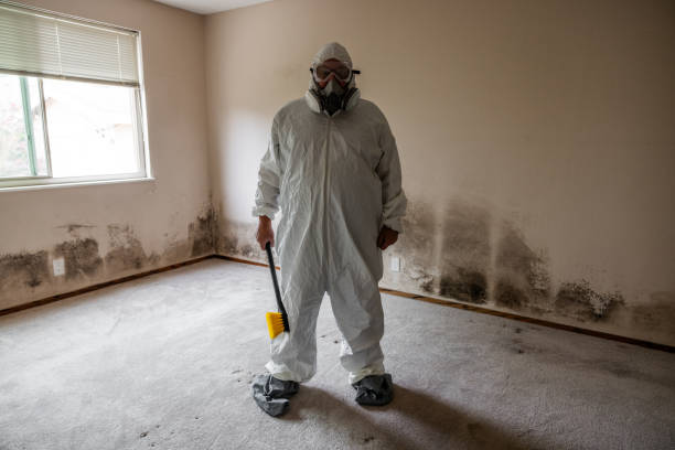 Best Home Mold Removal  in Calais, ME
