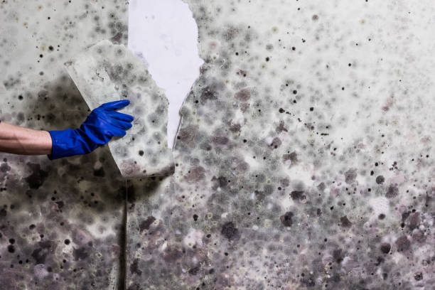 Best Office Mold Removal Services  in Calais, ME