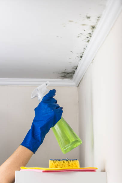 Best Affordable Mold Removal  in Calais, ME