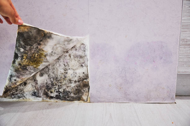 Best Fast Mold Removal  in Calais, ME